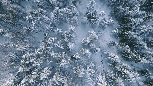 Aerial Winter Snow Forest Frozen Trees Landscape Nature White Cold Beauty Drone Photography View Spruce Pine Coniferous