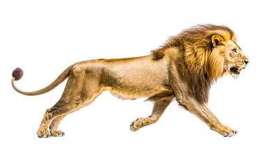 Obraz premium Majestic Male Lion Running, Isolated on Transparent PNG