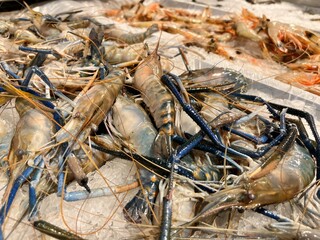fresh shrimps on the market