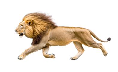 Majestic Male Lion Running, Isolated on Transparent PNG