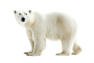 Fototapeta premium Majestic Polar Bear, Isolated on Transparent PNG, Studio Shot, Wildlife Photography