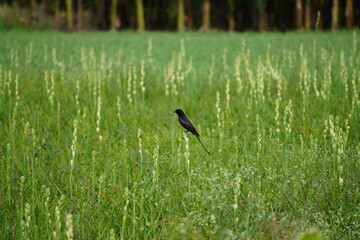 A Black Drongo bird resting on tuberose stick 