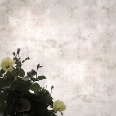 square stylish old textured paper background with flowers of Hibiscus tiliaceus, coast hibiscus