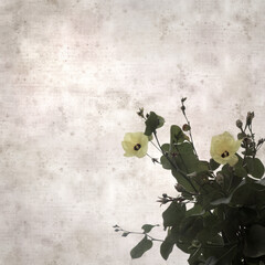 square stylish old textured paper background with flowers of Hibiscus tiliaceus, coast hibiscus