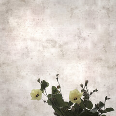 square stylish old textured paper background with flowers of Hibiscus tiliaceus, coast hibiscus