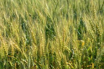 Wheat Field in Sunlight close up wallpaper