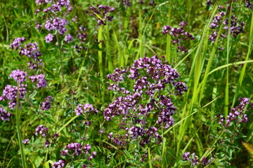 Fototapeta premium Wild Oregano Blossoms in a Meadow origanum vulgare