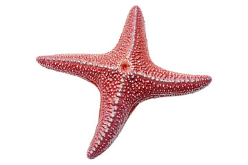 Red Starfish, Detailed Texture, Isolated on Transparent PNG