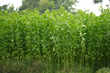 field of Jute plants, likely Corchorus capsularis (White Jute) or Corchorus olitorius (Tossa Jute), which are the primary sources of jute fiber