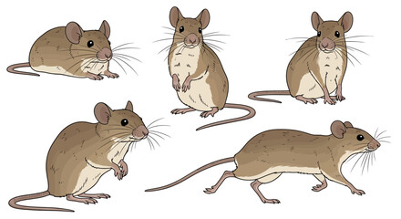 Indian field mouse in different poses illustrating various movements  