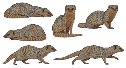 Indian Grey Mongoose in different poses and positions  