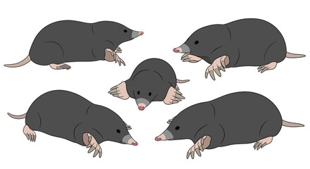 Indian mole depicted in five different poses and positions  