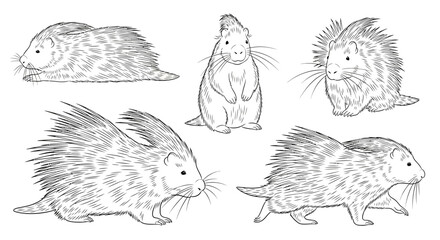 Indian Porcupine illustrations in different poses concept of animals in different poses  