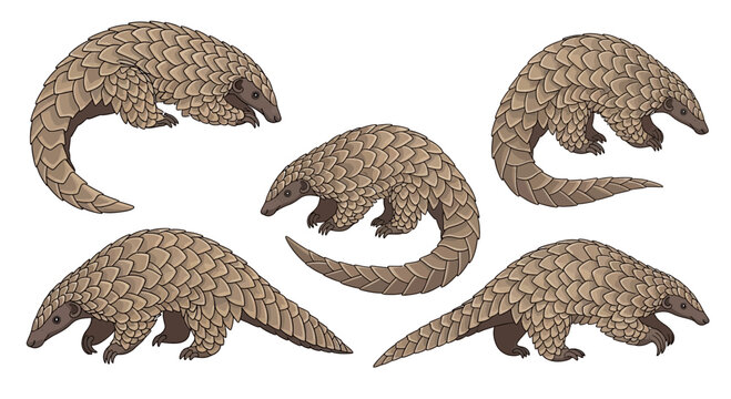 Pangolins in various poses on a white background, concept of animals in different poses  