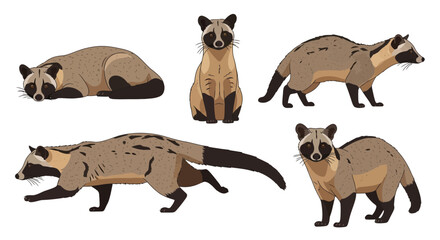 Large Indian Civet in various poses illustrating animal behavior  