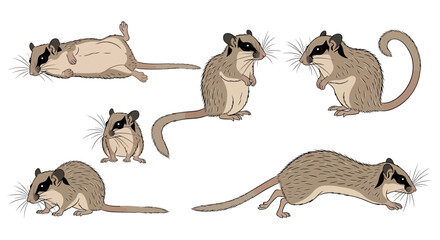 Malabar Spiny Dormouse in various poses representing animals in different poses  