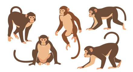 Rhesus Macaque monkeys in various poses on white background  