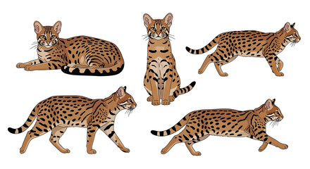 Rusty-spotted cat in various poses showcasing distinct features  