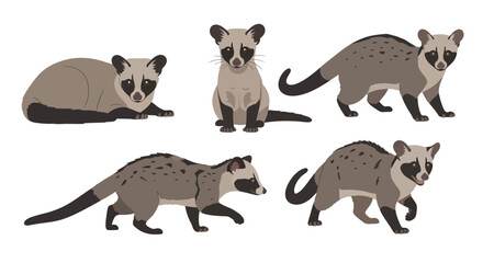 Small Indian Civet in different poses and expressions  