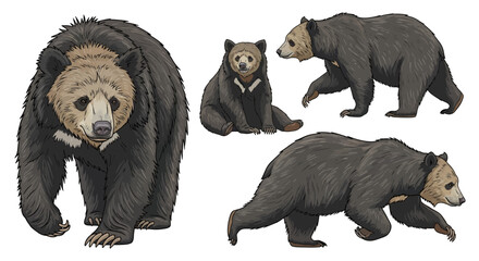 Sloth bear in different poses showcasing detailed features  