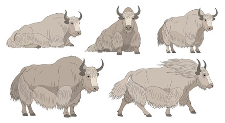 Yak in various poses showcasing different perspectives and movements  