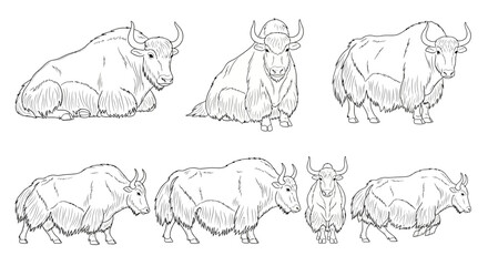 Different poses of a yak in illustrated style with detailed features  