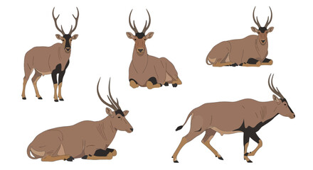 Barasingha deer in various poses on white background  