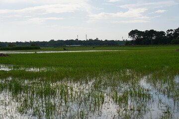 Floods can cause significant damage to agricultural fields
