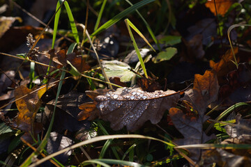Water drops on leaf in forest. Water droplets close-up high resolution.