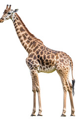 Obraz premium Giraffe, standing pose, isolated on transparent PNG, detailed texture, wildlife photography.