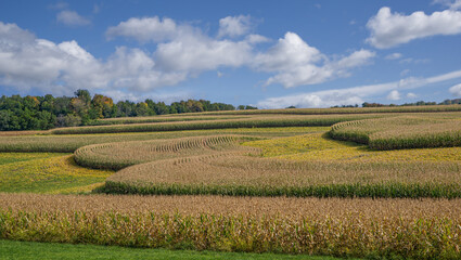 Corn and Soybean Fields in Early Fall:  Alternating tiers of corn and soybeans ripen on a September...