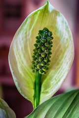 Flor de la planta de la cuna de Moisés, Spathiphyllum