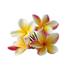 Obraz premium Exquisite close up view of vibrant yellow and pink frangipani flowers against a black background