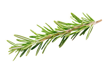 Fresh Rosemary Sprig, Isolated on Transparent PNG, Vibrant Green, Culinary Herb