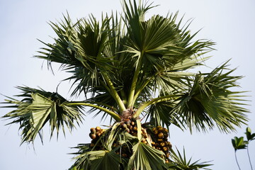 Palmyra Palm tree with its hanging fruits 