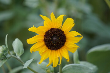 common sunflower of Helianthus annuus sunflower in closeup 