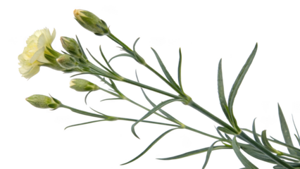 Delicate pale yellow carnation flower with unopened buds on a green stem isolated on transparent background