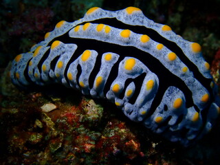 Phyllidia varicosa, Nudibranch