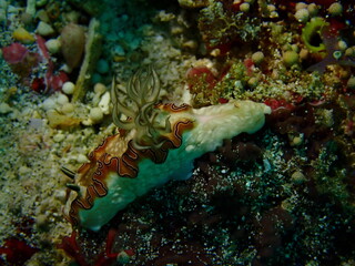 Glossodoris atromarginata, Nudibranch