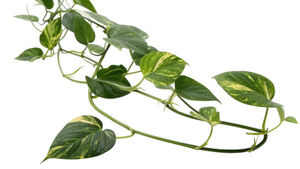 Variegated golden pothos vine with heart shaped leaves isolated on transparent background