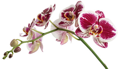 Beautiful phalaenopsis orchid flowers with buds on a stem isolated on transparent background