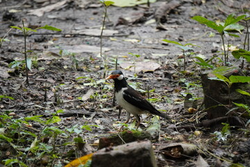 Indian Pied Myna, also known Asian Pied Starling (Gracupica contra) in closeup 