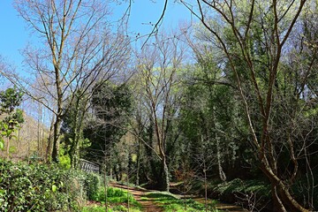 Landscape, views of Tbilisi Botanical Park in spring