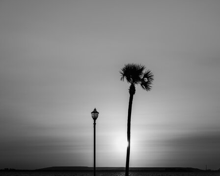 Silhouette of a tree in sunrise. Street lamp in sunrise