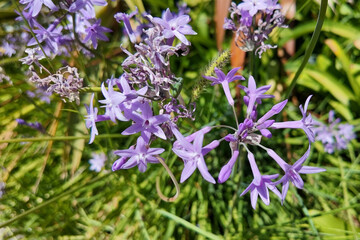Lilac flowers on a background of green grass in the garden