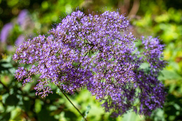 Purple flowers in the garden on a sunny day. Close up.