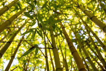 Bamboo forest with bright green leaves on a sunny summer day.