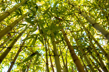 Fototapeta premium Bamboo forest in the morning light. Natural background. Shallow depth of field
