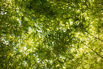 Bamboo leaves background in sunny day. Bamboo leaves background.