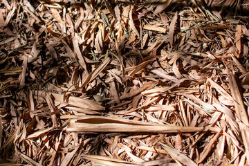 Dry leaves of the plant on the ground, close-up